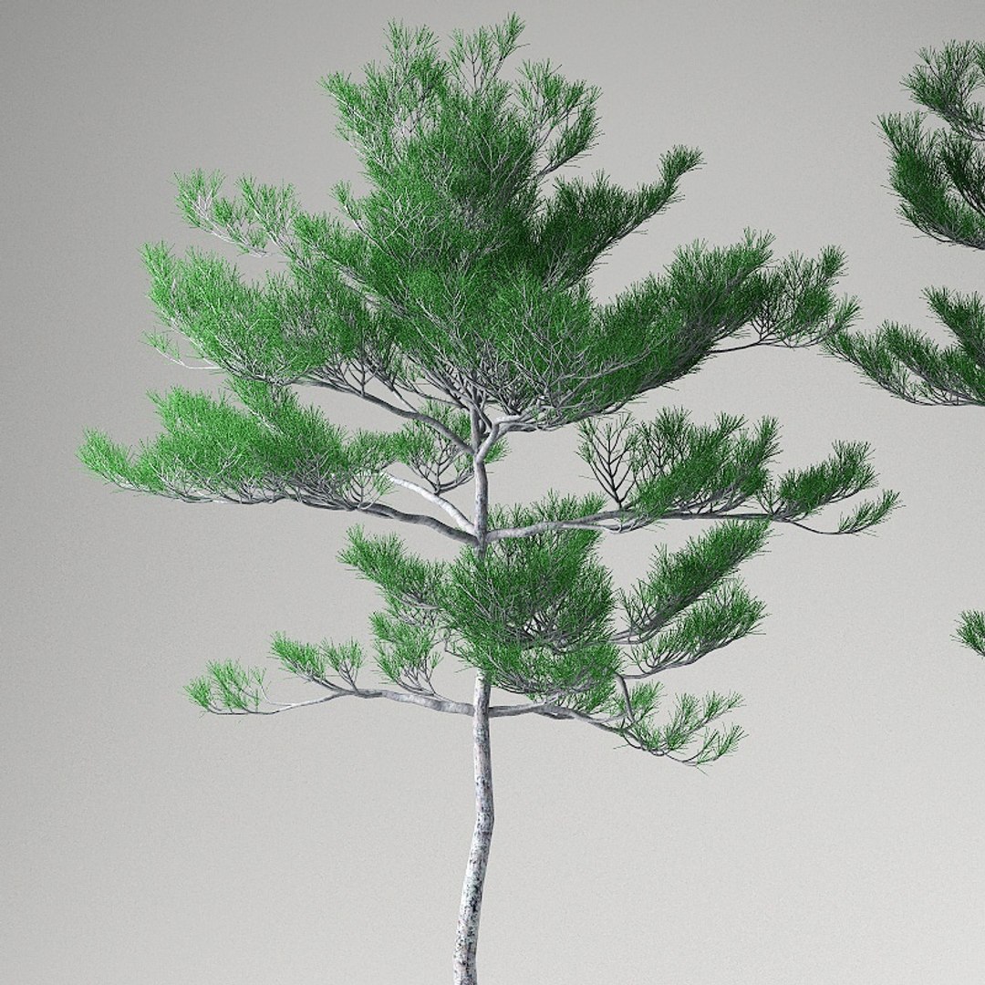 big plants collections 3d max https://p.turbosquid.com/ts-thumb/aT/u6cS9J/xDJIKJZZ/fir1/jpg/1223708084/1920x1080/fit_q87/e90e3d4dd0d5e91fb99ac6c7170b424f89cd8c54/fir1.jpg