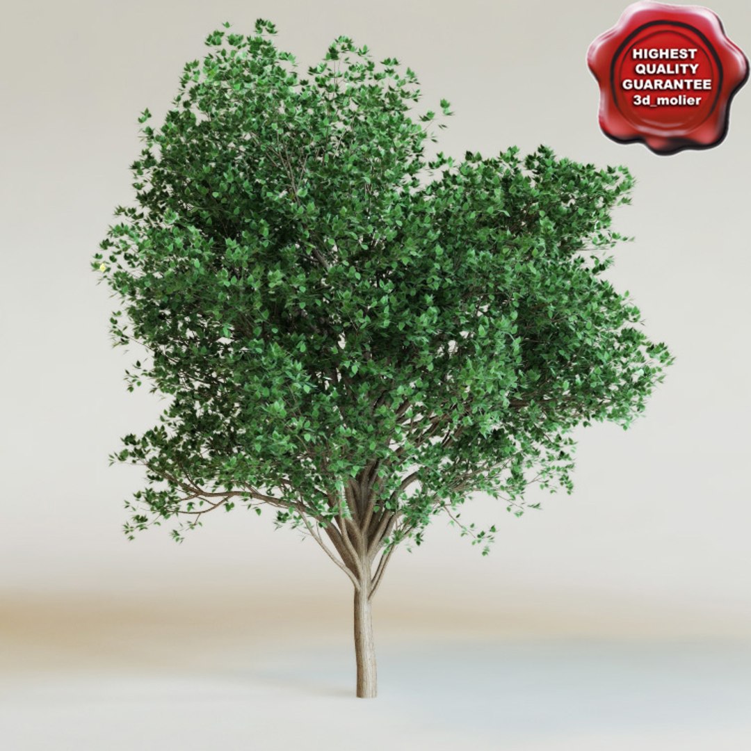 big plants collections 3d max https://p.turbosquid.com/ts-thumb/aT/u6cS9J/xNVszaEt/conocapus_electrus0000/jpg/1223707893/1920x1080/fit_q87/09b2042bd741e754161d174d8905dbc86e367219/conocapus_electrus0000.jpg
