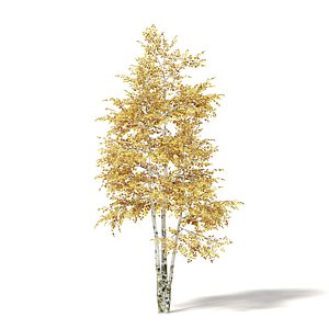silver birch 3 6m 3D model
