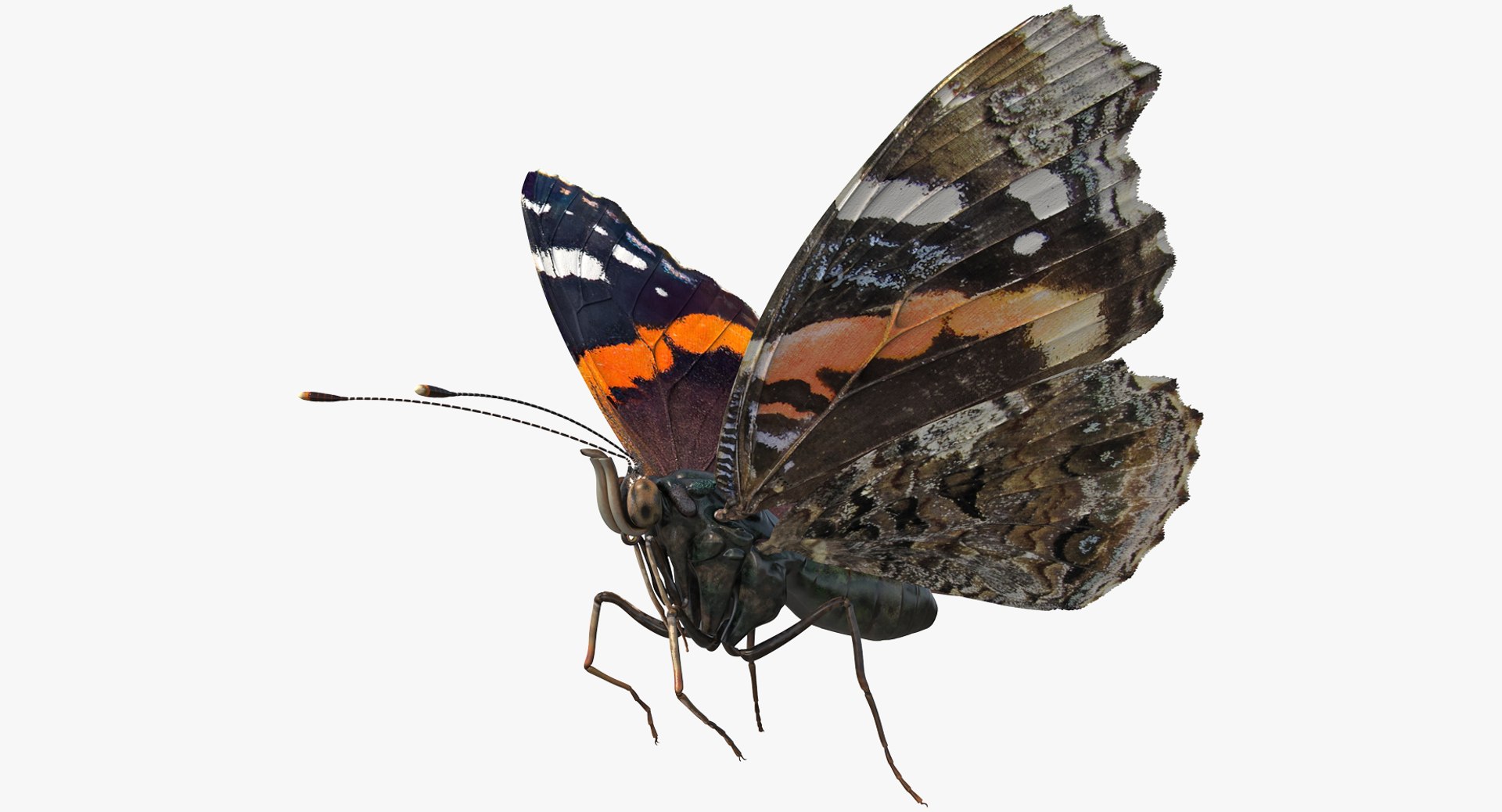 Vanessa Atalanta Butterfly Rigged 3D Model 3D model preview