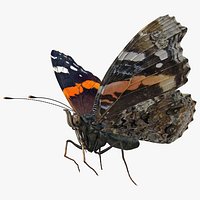 Vanessa Atalanta Butterfly Rigged 3D Model