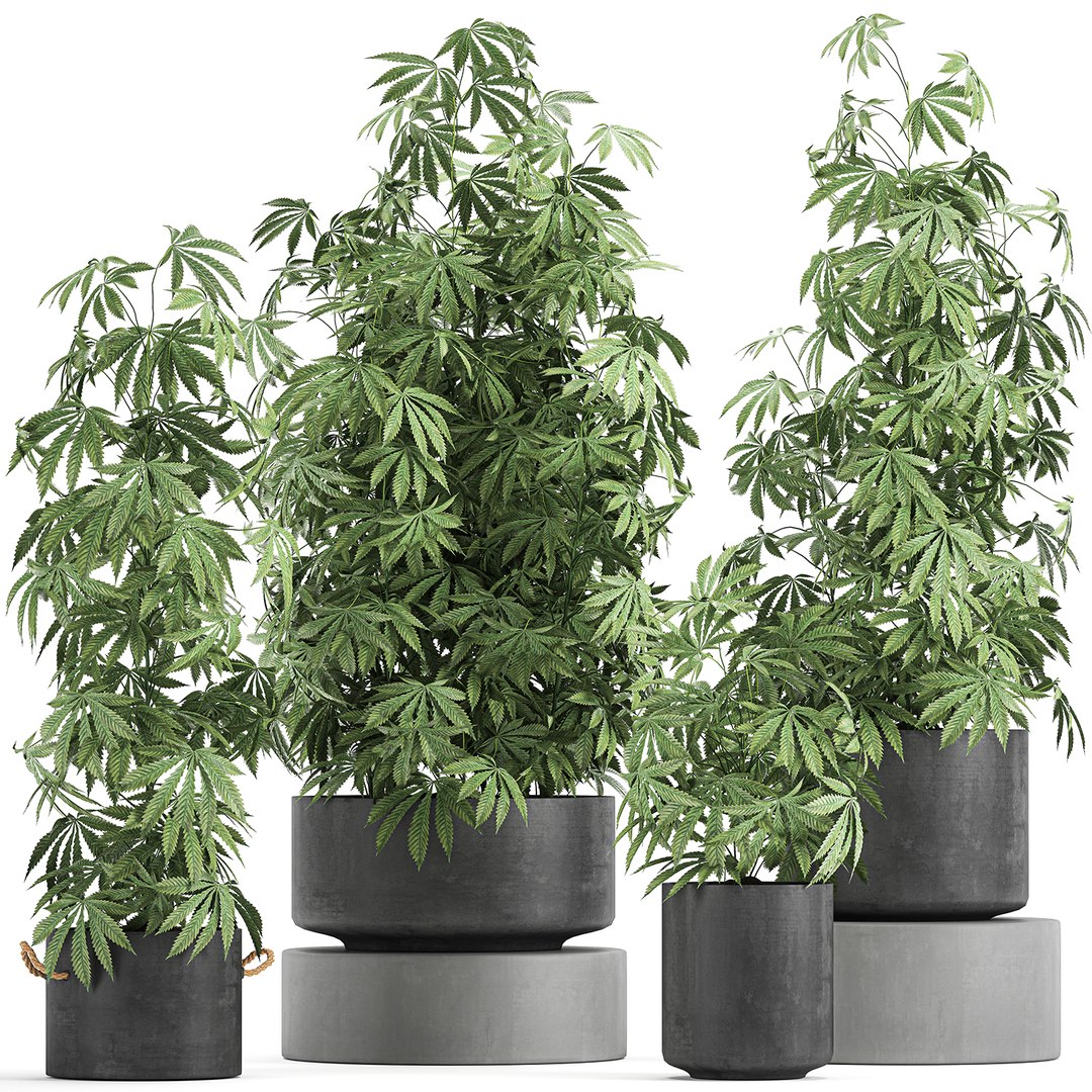 Plant Flowerpots Cannabis 3D Model - TurboSquid 1654611