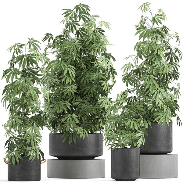 Конопля 3d марихуана советы по выращиванию