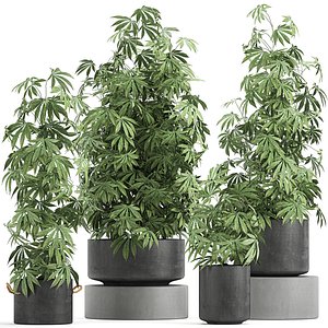 Decorative Cannabis in flowerpots 770