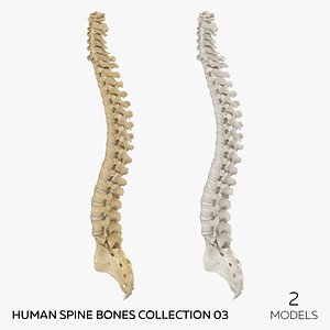 Human Spine Bones Collection 03 - 2 models 3D model