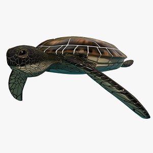 Sea Turtle Animated 3D model