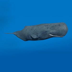 Photoreal Sperm Whale 8K - 3d animated 3D model