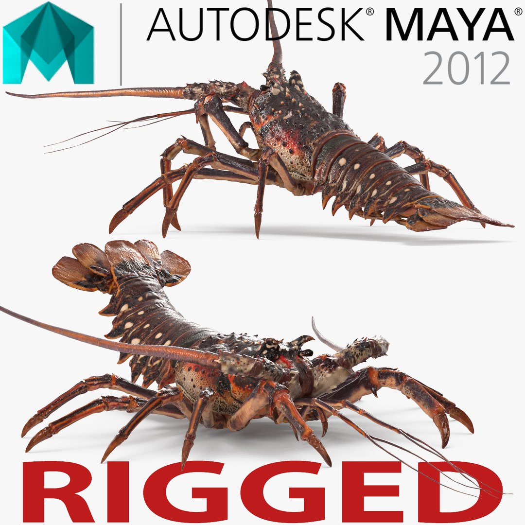 Langouste Rigged for Maya 3D model preview