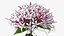 Flowering Plants Collection 10