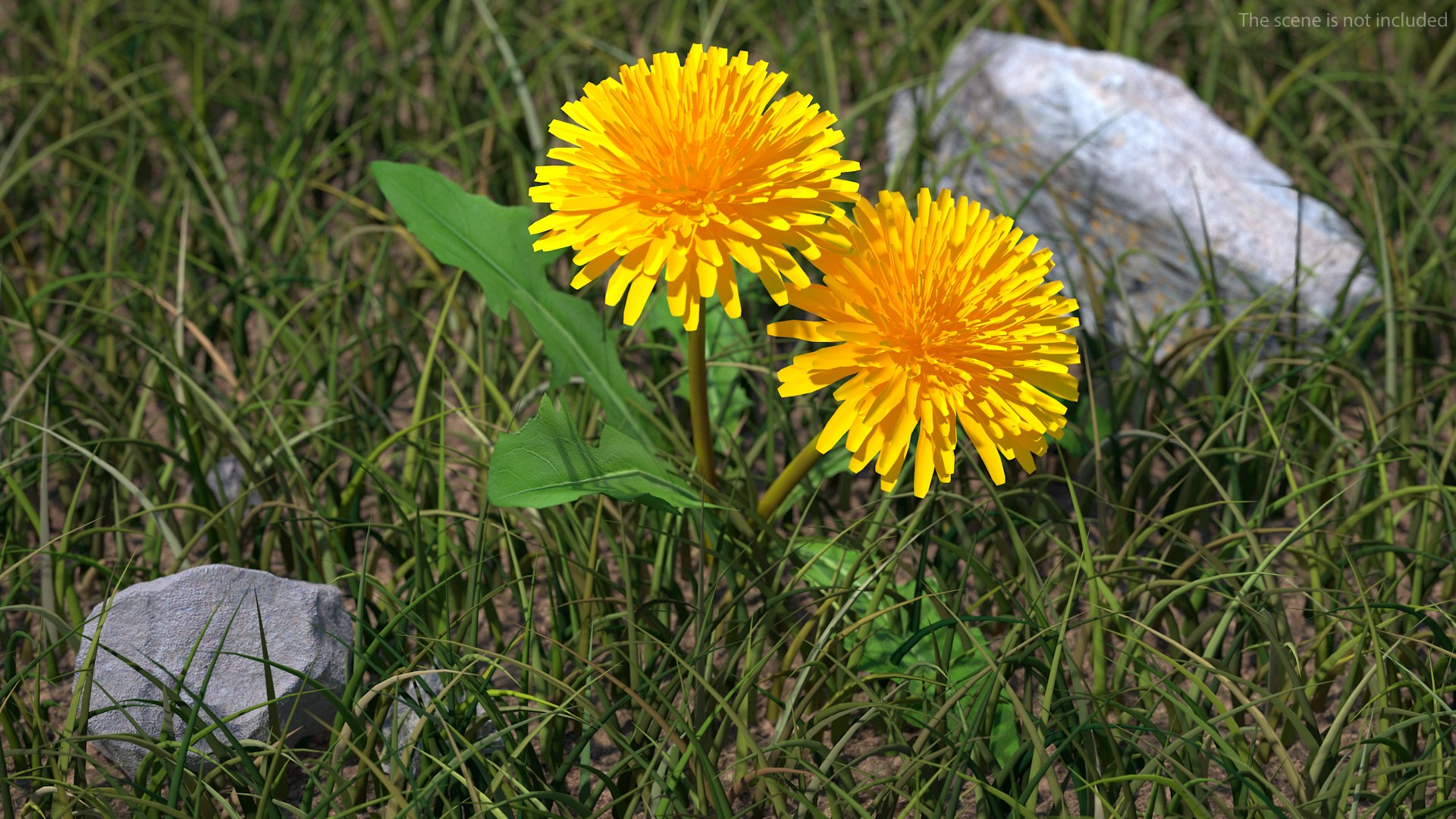 3D model Flowering Plants Collection 10 https://p.turbosquid.com/ts-thumb/aU/LdlOur/21/floweringplantscollection10mb3dmodel127/jpg/1663182036/1920x1080/fit_q87/8565b2f883e5b320c06d5df6ce3e6bde5f6fd921/floweringplantscollection10mb3dmodel127.jpg