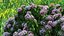 Flowering Plants Collection 10