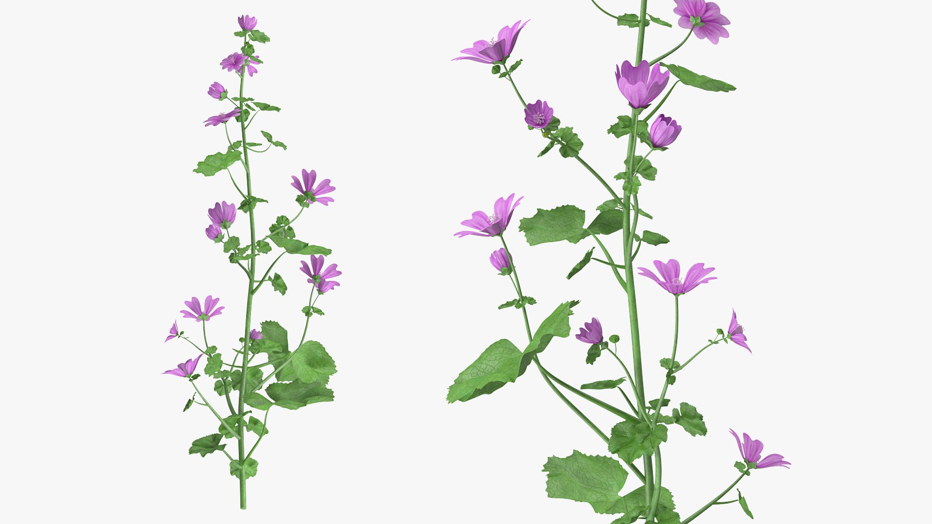 3D model Flowering Plants Collection 10 https://p.turbosquid.com/ts-thumb/aU/LdlOur/5X/floweringplantscollection10mb3dmodel092/jpg/1663181891/1920x1080/fit_q87/7747ec095e24b32f37a2967359b38450c87b6ceb/floweringplantscollection10mb3dmodel092.jpg