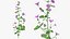 Flowering Plants Collection 10