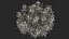 Flowering Plants Collection 10