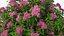 Flowering Plants Collection 10