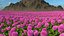 Flowering Plants Collection 10
