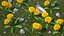 Flowering Plants Collection 10