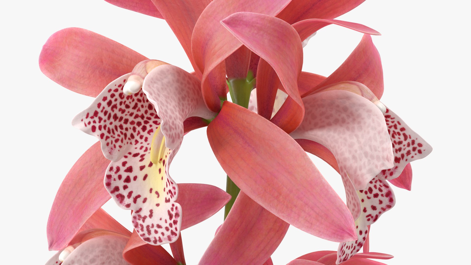 3D model Flowering Plants Collection 10 https://p.turbosquid.com/ts-thumb/aU/LdlOur/Cs/floweringplantscollection10mb3dmodel067/jpg/1663181784/1920x1080/fit_q87/260576d86e61b357d62869f5916c736e64377f8f/floweringplantscollection10mb3dmodel067.jpg
