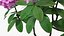 Flowering Plants Collection 10