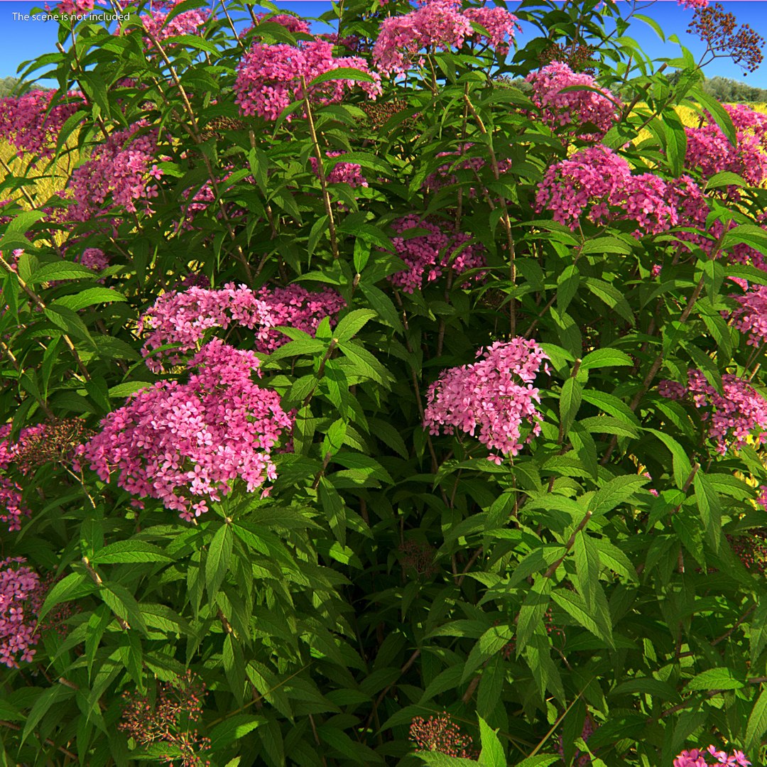 3D model Flowering Plants Collection 10 https://p.turbosquid.com/ts-thumb/aU/LdlOur/E1/floweringplantscollection10mb3dmodel080/jpg/1663181841/1920x1080/fit_q87/8ca5e6dbf140ead67ca824cef358c5699ee4e094/floweringplantscollection10mb3dmodel080.jpg