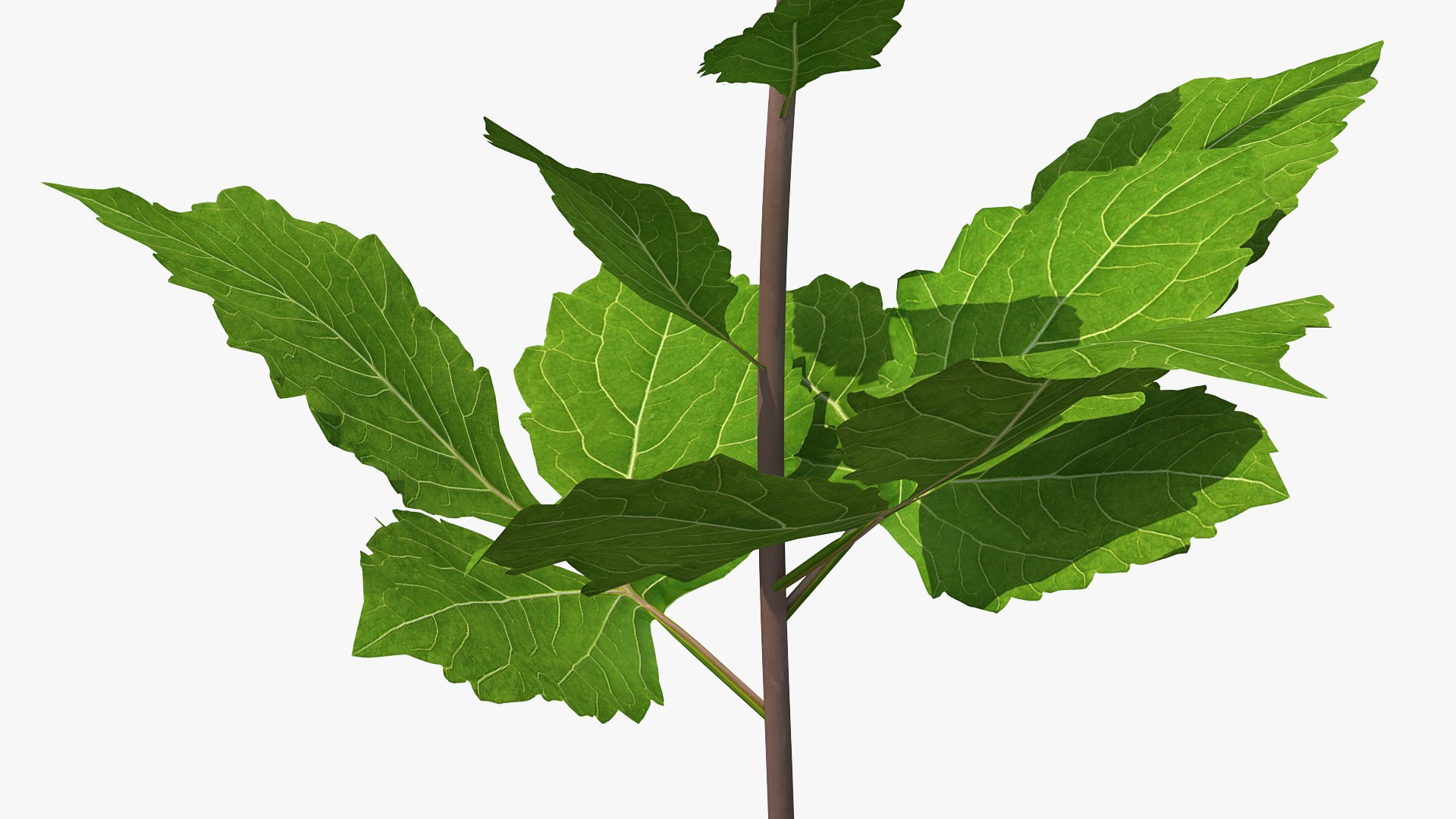 3D model Flowering Plants Collection 10 https://p.turbosquid.com/ts-thumb/aU/LdlOur/Gi/floweringplantscollection10mb3dmodel077/jpg/1663181826/1920x1080/fit_q87/5019548f9c99732bf9b7a3fd916be2c457bc9bf5/floweringplantscollection10mb3dmodel077.jpg