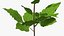 Flowering Plants Collection 10