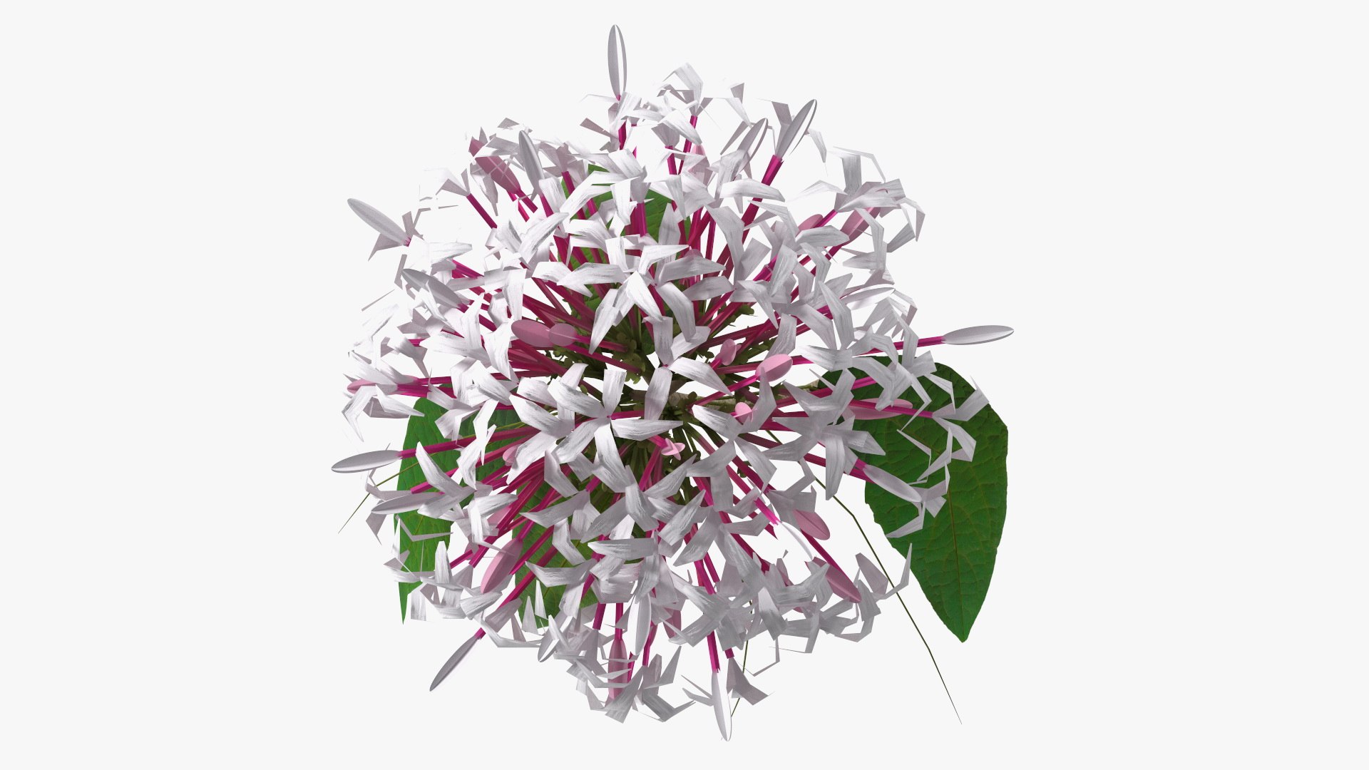 3D model Flowering Plants Collection 10 https://p.turbosquid.com/ts-thumb/aU/LdlOur/H0/floweringplantscollection10mb3dmodel008/jpg/1663181540/1920x1080/fit_q87/71035aaa8fa520596558c6ce70b9004b7d697e20/floweringplantscollection10mb3dmodel008.jpg