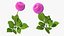 Flowering Plants Collection 10