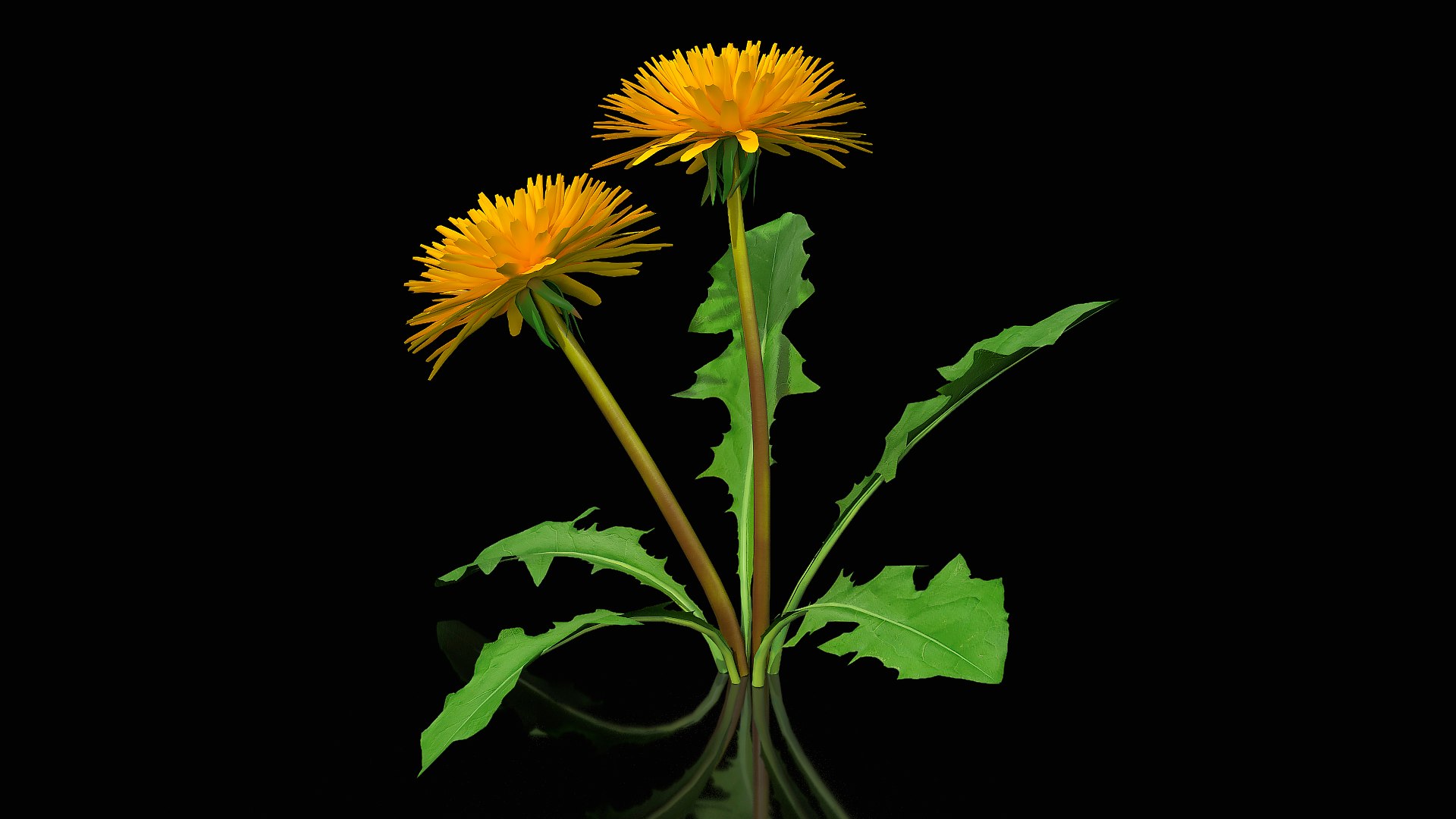 3D model Flowering Plants Collection 10 https://p.turbosquid.com/ts-thumb/aU/LdlOur/HD/floweringplantscollection10mb3dmodel129/jpg/1663182044/1920x1080/fit_q87/ab99515c47a6e0c0759207e1e20b0696bf0b116a/floweringplantscollection10mb3dmodel129.jpg
