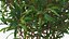 Flowering Plants Collection 10