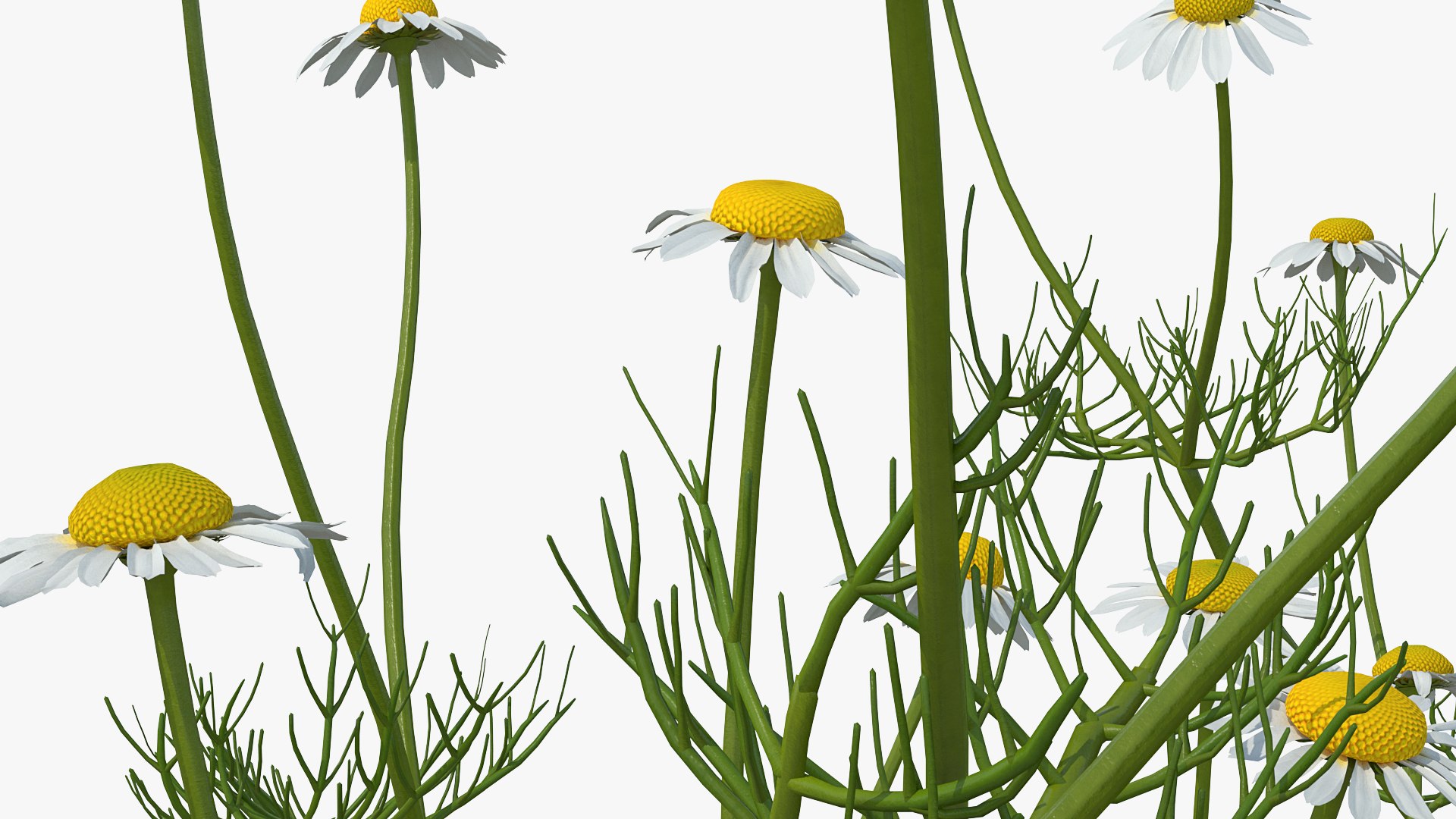 3D model Flowering Plants Collection 10 https://p.turbosquid.com/ts-thumb/aU/LdlOur/HR/floweringplantscollection10mb3dmodel104/jpg/1663181936/1920x1080/fit_q87/344c7958bace31fc3dd176cbc99e64e2117c3998/floweringplantscollection10mb3dmodel104.jpg