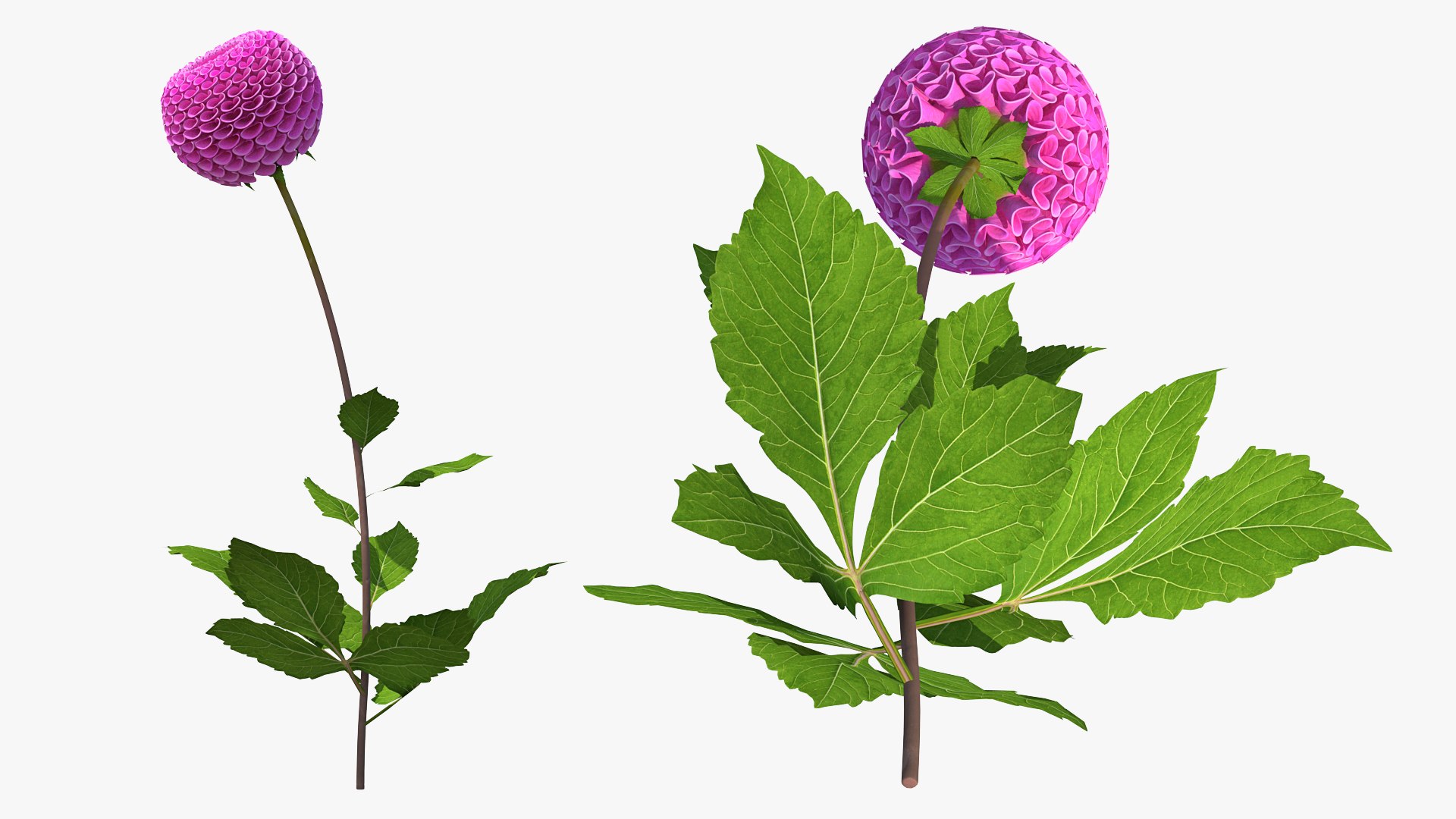 3D model Flowering Plants Collection 10 https://p.turbosquid.com/ts-thumb/aU/LdlOur/Hk/floweringplantscollection10mb3dmodel076/jpg/1663181821/1920x1080/fit_q87/fb2785e8710dfd47a9e891e03e52f1b86753cb73/floweringplantscollection10mb3dmodel076.jpg
