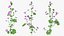 Flowering Plants Collection 10