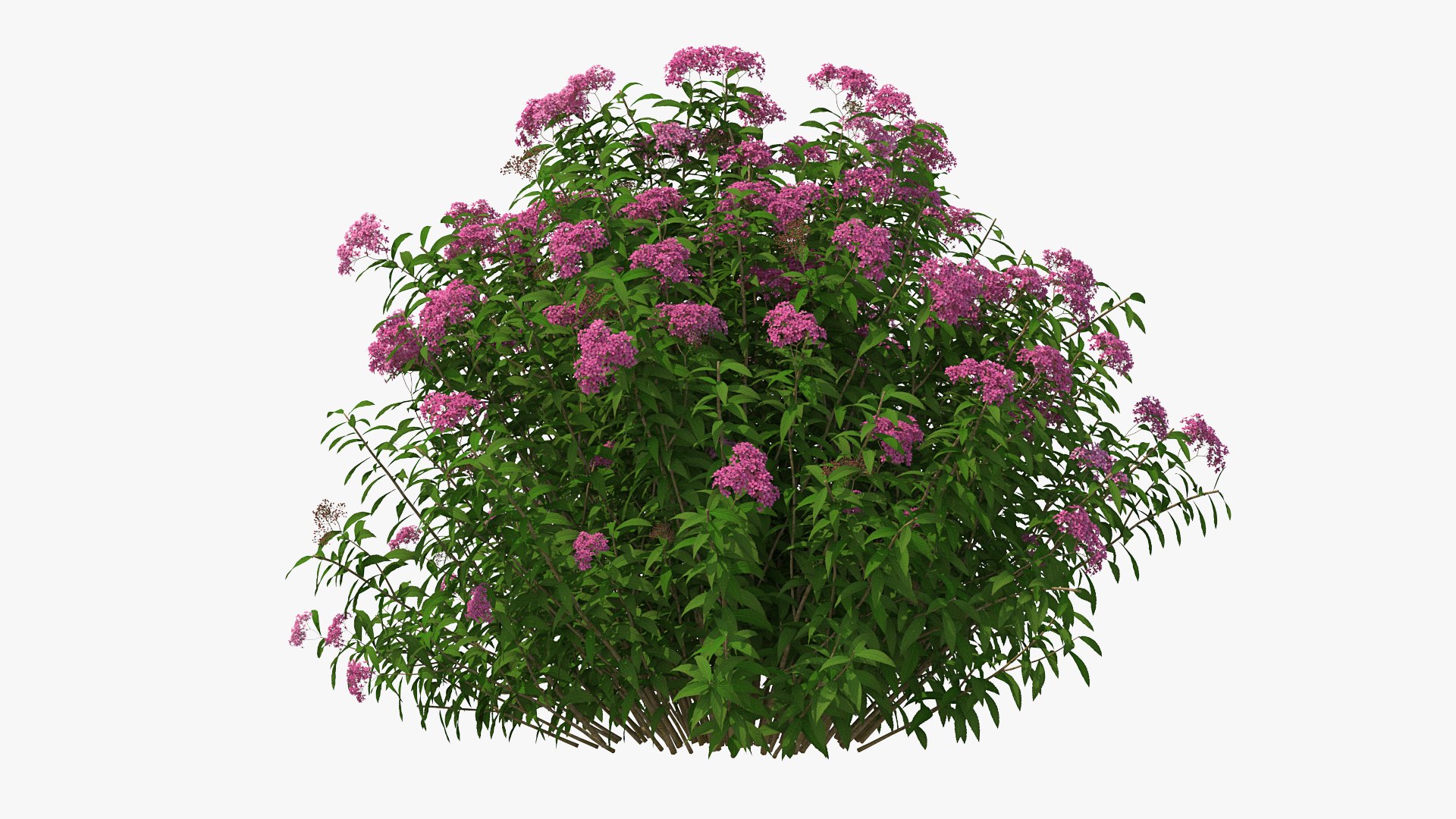 3D model Flowering Plants Collection 10 https://p.turbosquid.com/ts-thumb/aU/LdlOur/Jt/floweringplantscollection10mb3dmodel078/jpg/1663181831/1920x1080/fit_q87/c2245ab3c17909701d01ebc8a6c0137908fa7b71/floweringplantscollection10mb3dmodel078.jpg