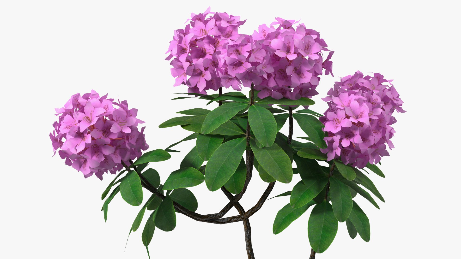 3D model Flowering Plants Collection 10 https://p.turbosquid.com/ts-thumb/aU/LdlOur/Jv/floweringplantscollection10mb3dmodel053/jpg/1663181729/1920x1080/fit_q87/25ee035ab21e6cfb76c50985408a74e615e05d18/floweringplantscollection10mb3dmodel053.jpg