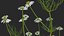 Flowering Plants Collection 10