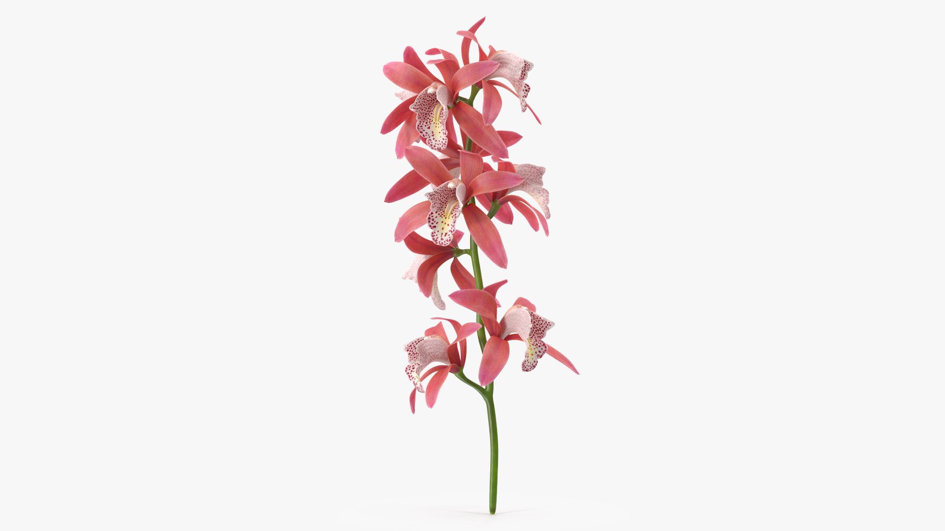 3D model Flowering Plants Collection 10 https://p.turbosquid.com/ts-thumb/aU/LdlOur/Lm/floweringplantscollection10mb3dmodel058/jpg/1663181748/1920x1080/fit_q87/99620d4f6ff3cf75d4c37782f6e31a72f795e135/floweringplantscollection10mb3dmodel058.jpg