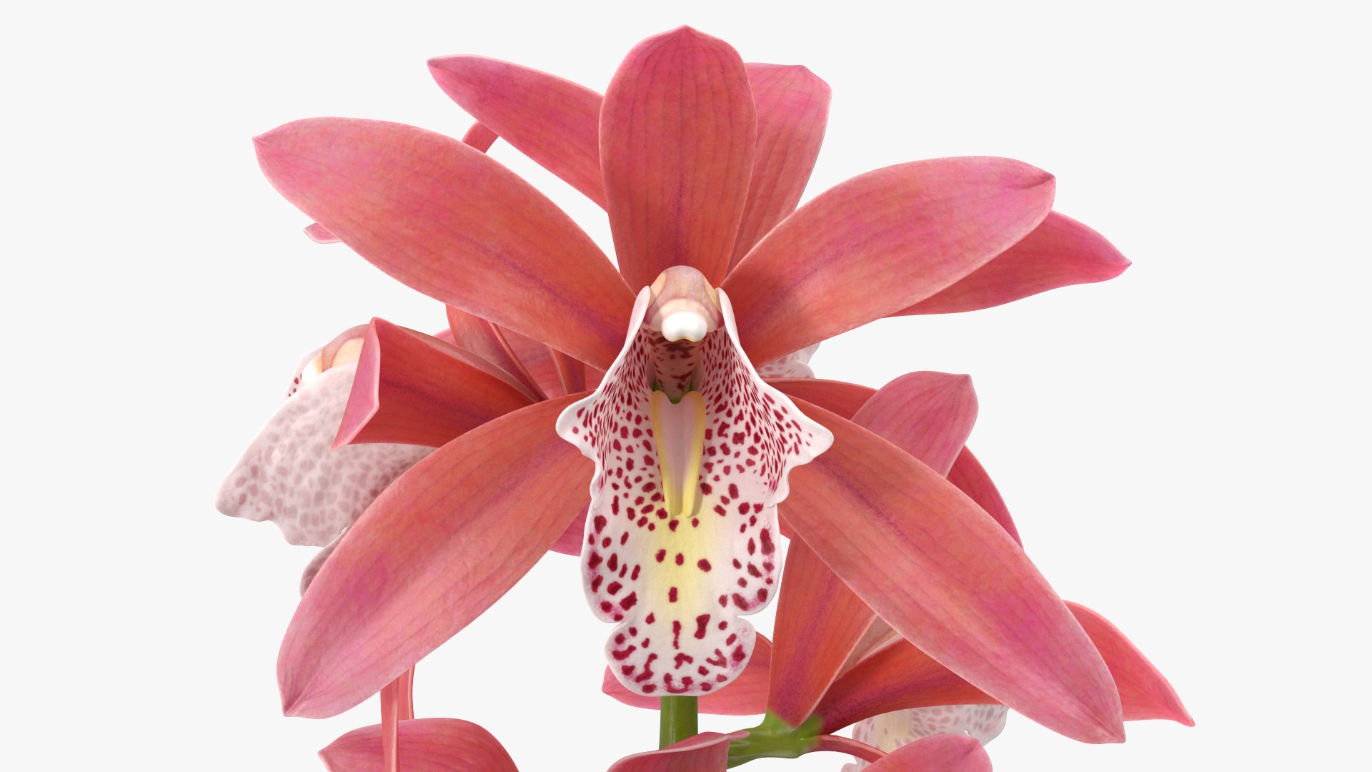 3D model Flowering Plants Collection 10 https://p.turbosquid.com/ts-thumb/aU/LdlOur/NF/floweringplantscollection10mb3dmodel066/jpg/1663181781/1920x1080/fit_q87/7fb78c38af29baab0dd76b7f2c0bb11e158a8821/floweringplantscollection10mb3dmodel066.jpg