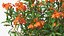 Flowering Plants Collection 10