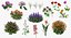 Flowering Plants Collection 10