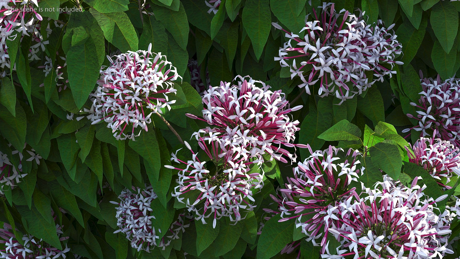 3D model Flowering Plants Collection 10 https://p.turbosquid.com/ts-thumb/aU/LdlOur/Oi/floweringplantscollection10mb3dmodel003/jpg/1663181520/1920x1080/fit_q87/e407cbc1ae5e4afed3084267018d9301659b815b/floweringplantscollection10mb3dmodel003.jpg