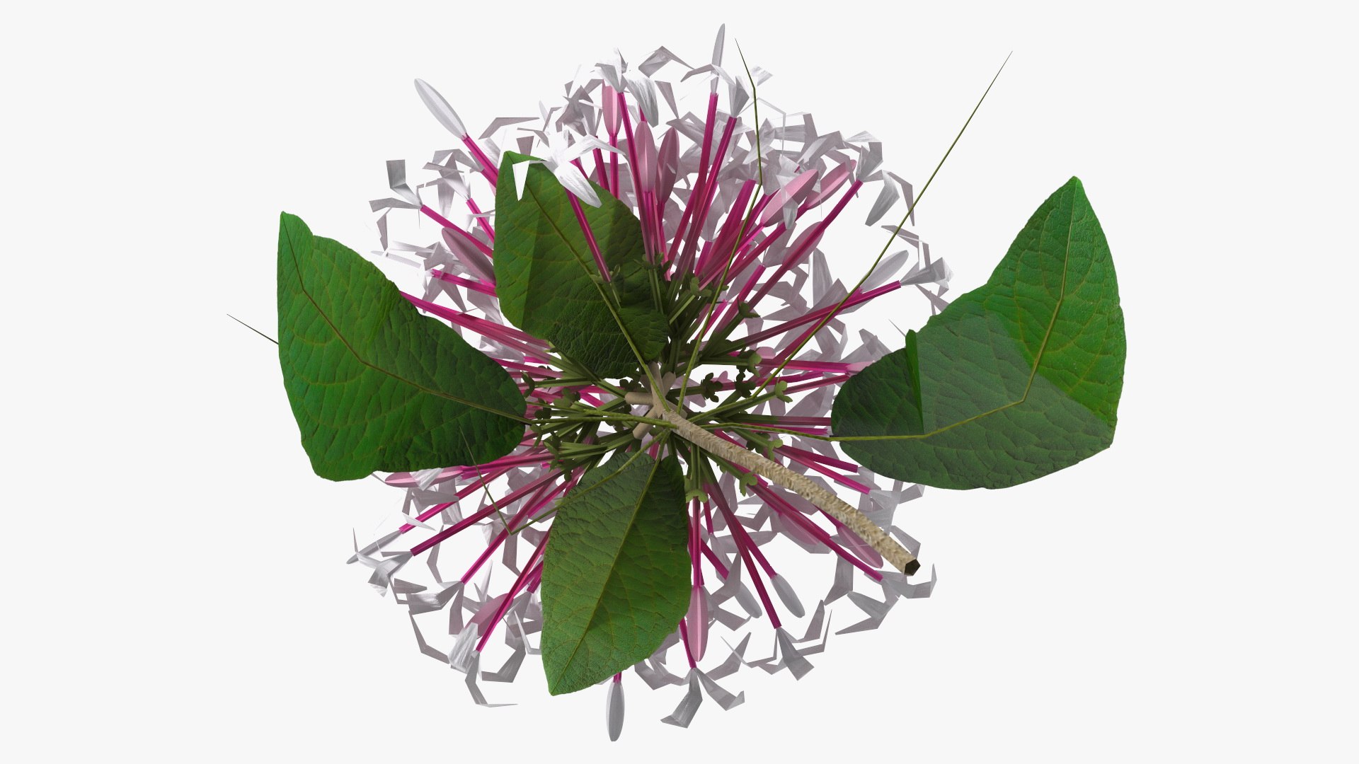3D model Flowering Plants Collection 10 https://p.turbosquid.com/ts-thumb/aU/LdlOur/PR/floweringplantscollection10mb3dmodel009/jpg/1663181545/1920x1080/fit_q87/6cbb64390930deef69614931d065ae06f4b6f5e7/floweringplantscollection10mb3dmodel009.jpg