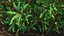 Flowering Plants Collection 10