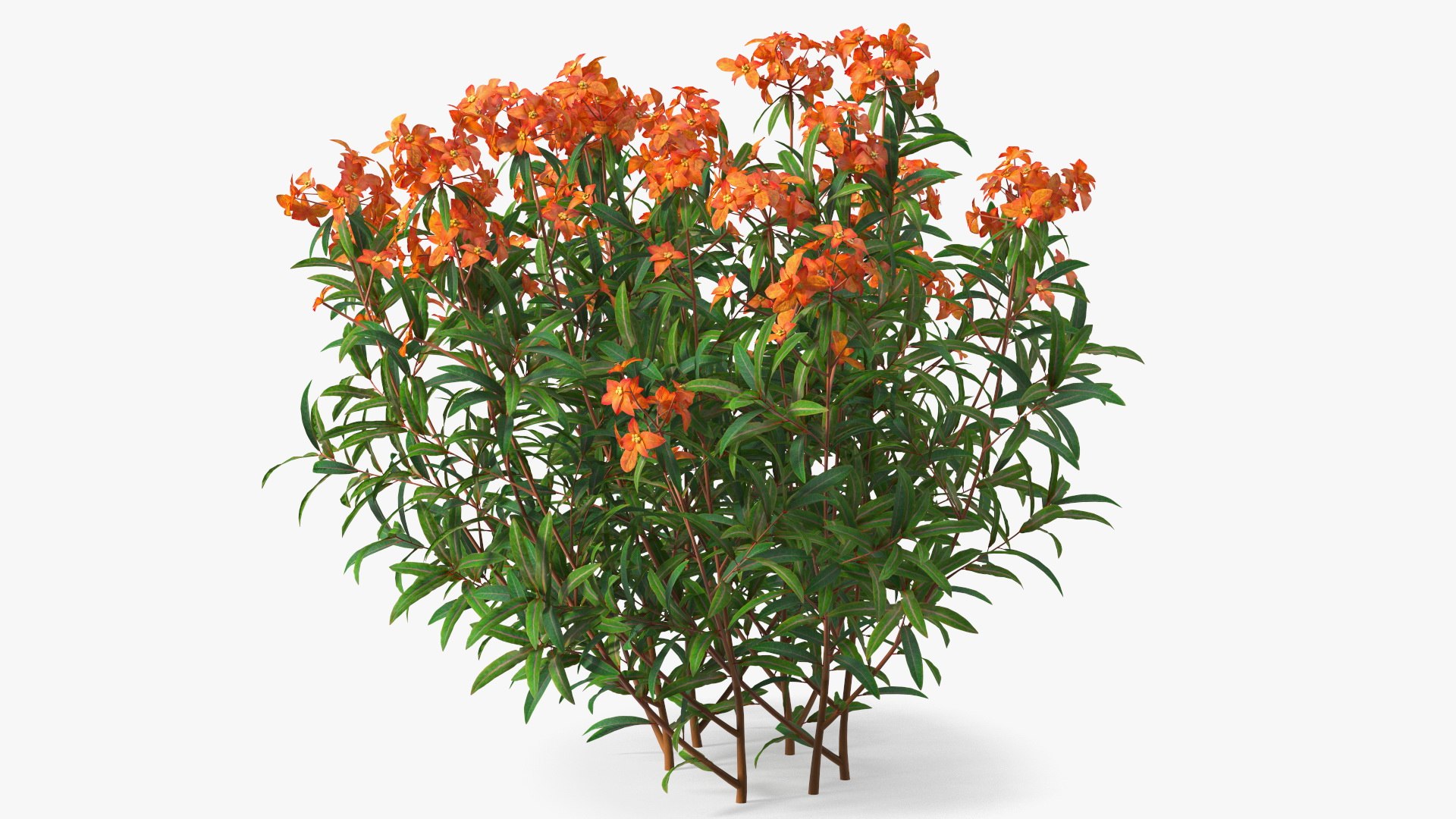 3D model Flowering Plants Collection 10 https://p.turbosquid.com/ts-thumb/aU/LdlOur/Px/floweringplantscollection10mb3dmodel020/jpg/1663181586/1920x1080/fit_q87/57e18109df62e577b9533dca6eb93fcbbbb8f9eb/floweringplantscollection10mb3dmodel020.jpg