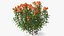 Flowering Plants Collection 10