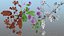 Flowering Plants Collection 10