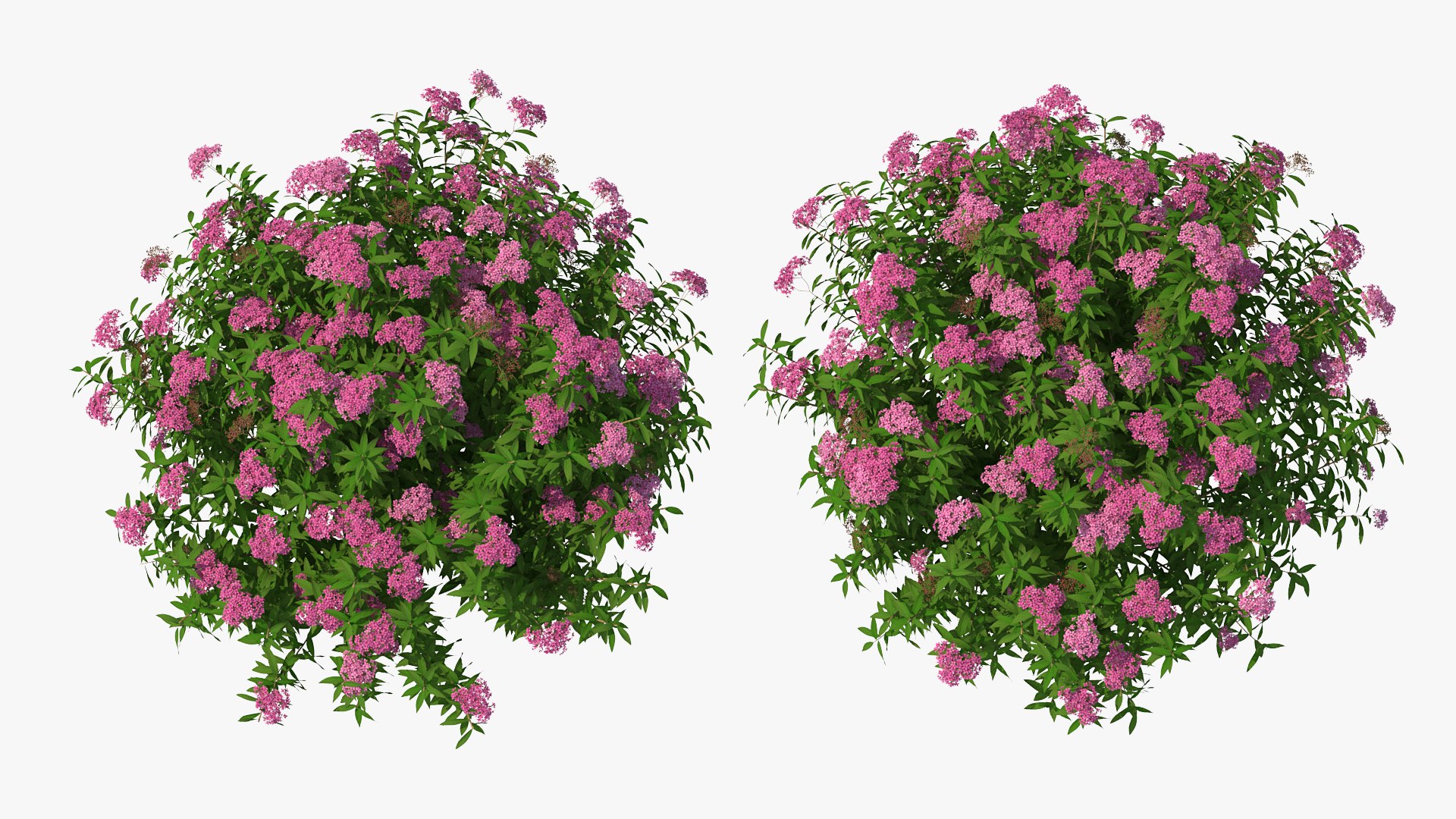 3D model Flowering Plants Collection 10 https://p.turbosquid.com/ts-thumb/aU/LdlOur/Qw/floweringplantscollection10mb3dmodel082/jpg/1663181849/1920x1080/fit_q87/ccd86275e26d270dcf4c770fd5d692da95ba9734/floweringplantscollection10mb3dmodel082.jpg
