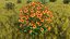 Flowering Plants Collection 10