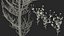 Flowering Plants Collection 10