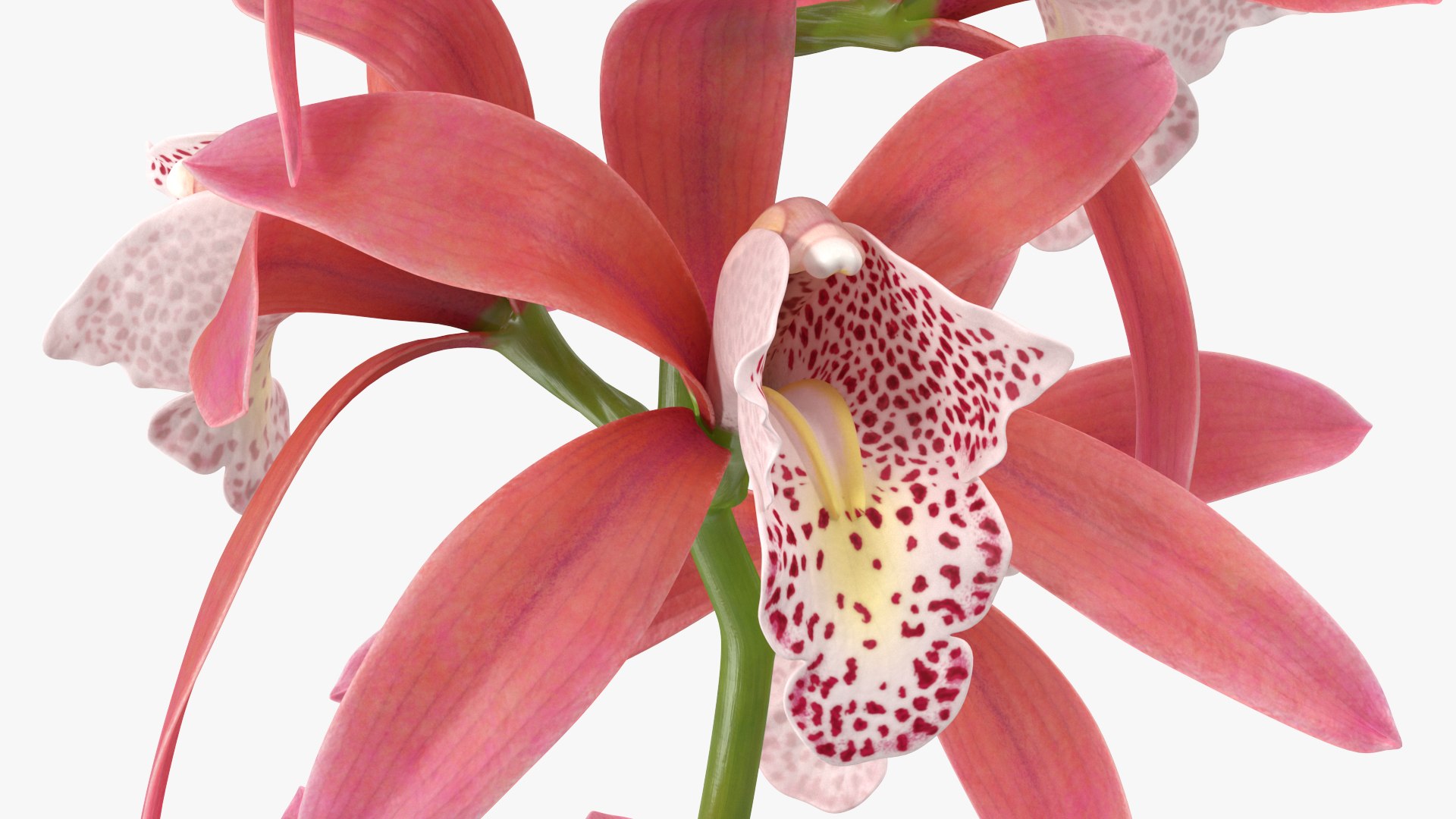3D model Flowering Plants Collection 10 https://p.turbosquid.com/ts-thumb/aU/LdlOur/TC/floweringplantscollection10mb3dmodel068/jpg/1663181788/1920x1080/fit_q87/e66c382eb606778b94b3a0f2f27af1c3be75e8e0/floweringplantscollection10mb3dmodel068.jpg